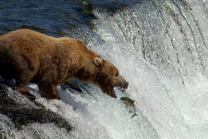 Brooks Falls Katmai Bear Viewing in a Float Plane - Photo 1 of 6